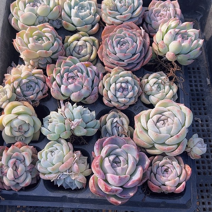 直播福利一物一拍365