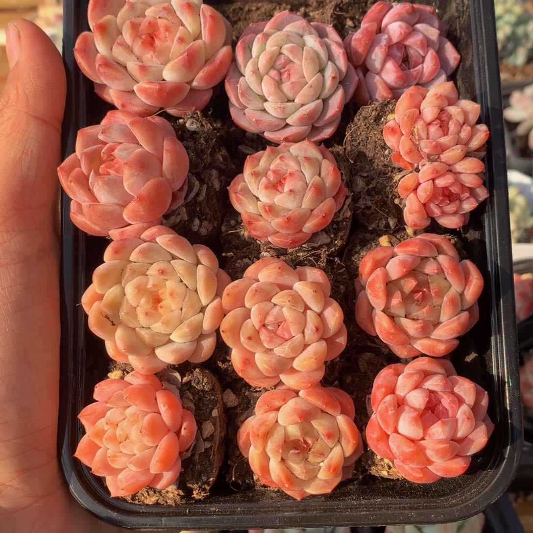 精控糖心多肉组合