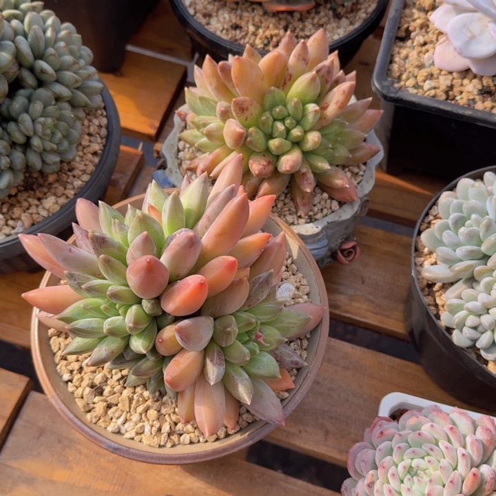 美慕花坊，朱一拍。