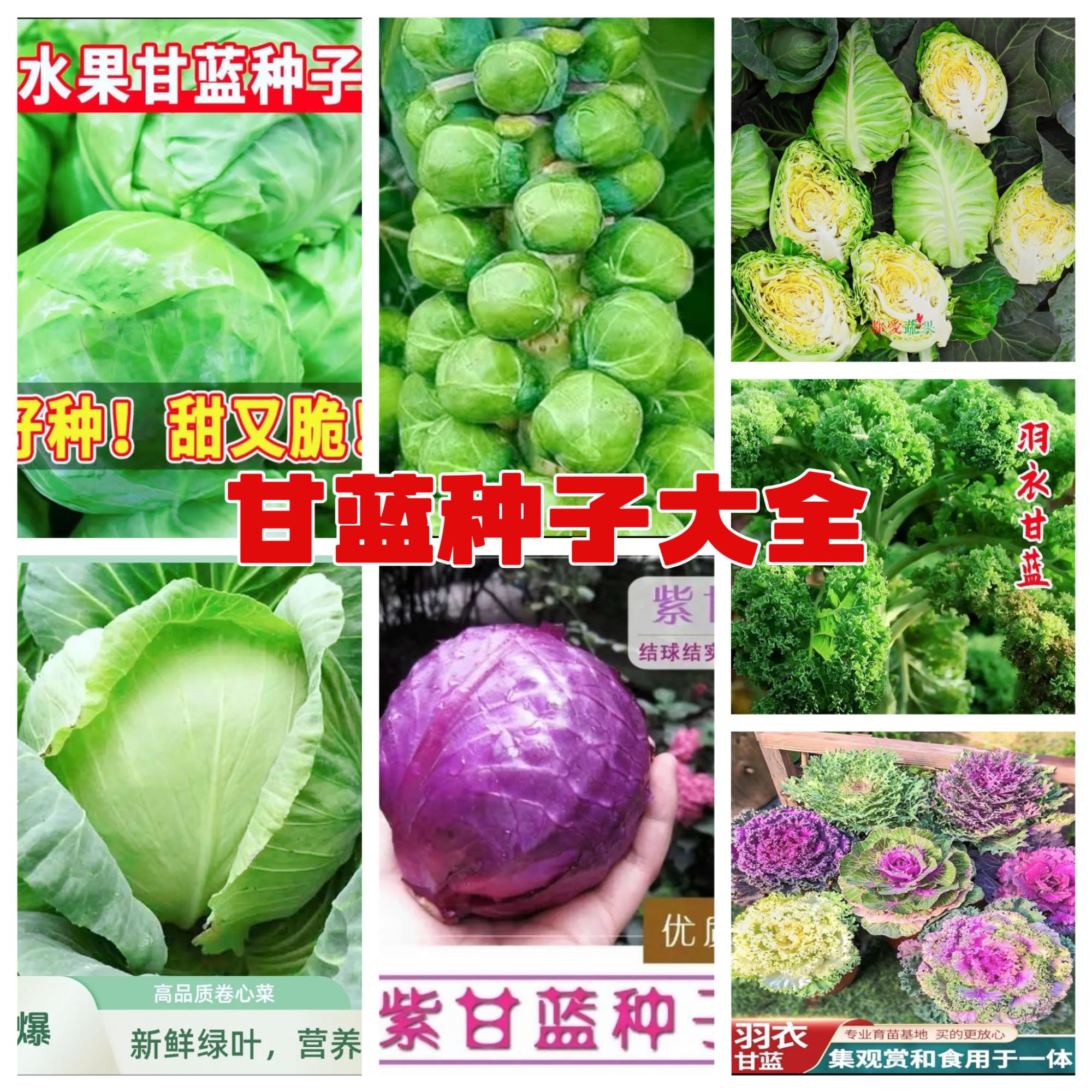【甘蓝种子大全】孢子甘蓝孢子甘蓝菜种子苗蔬菜种籽四季小包菜卷心
