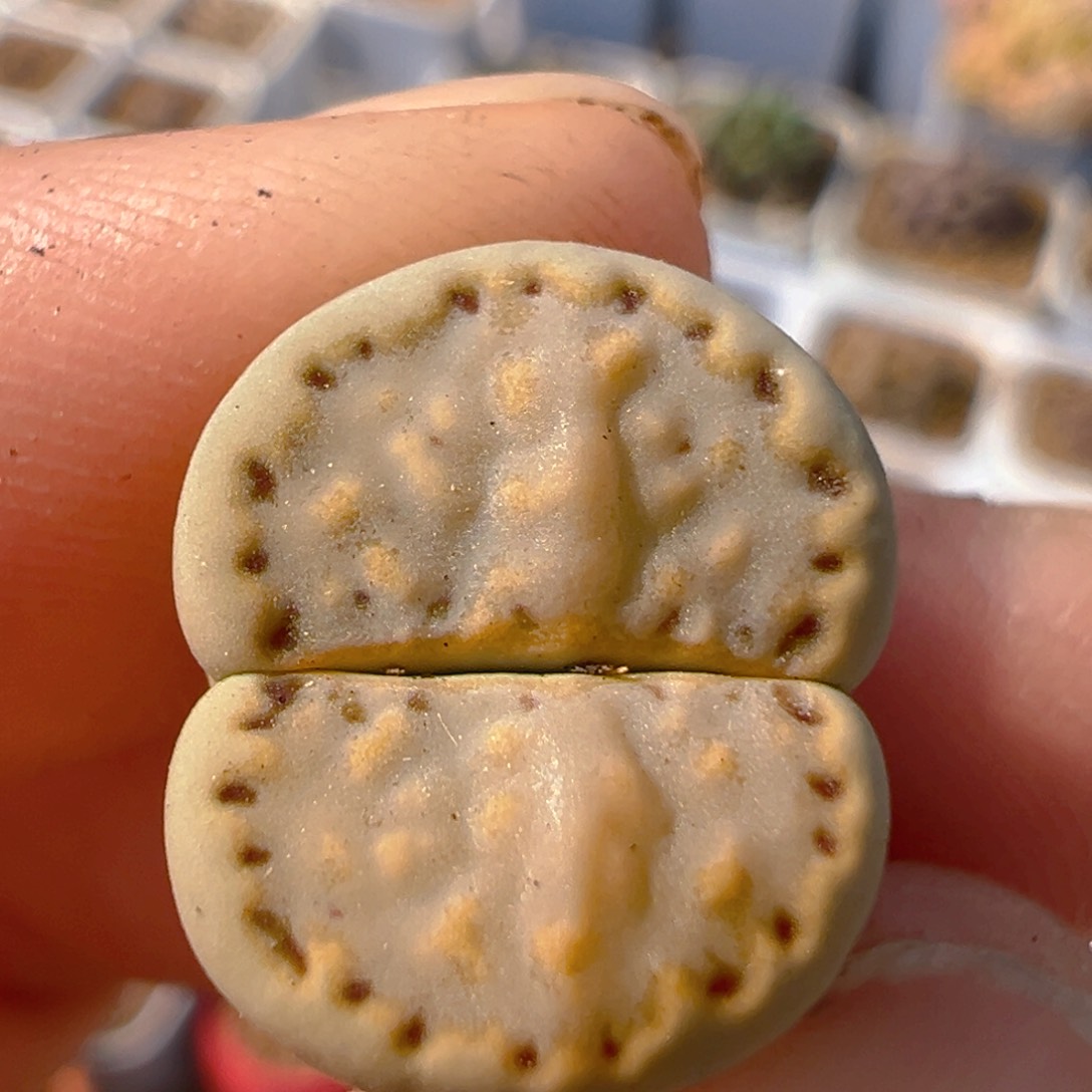 63多肉植物百科知识