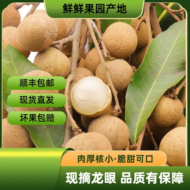 【顺丰直发】广东正宗石峡龙眼新鲜现摘现发当季清甜肉厚饱满水果