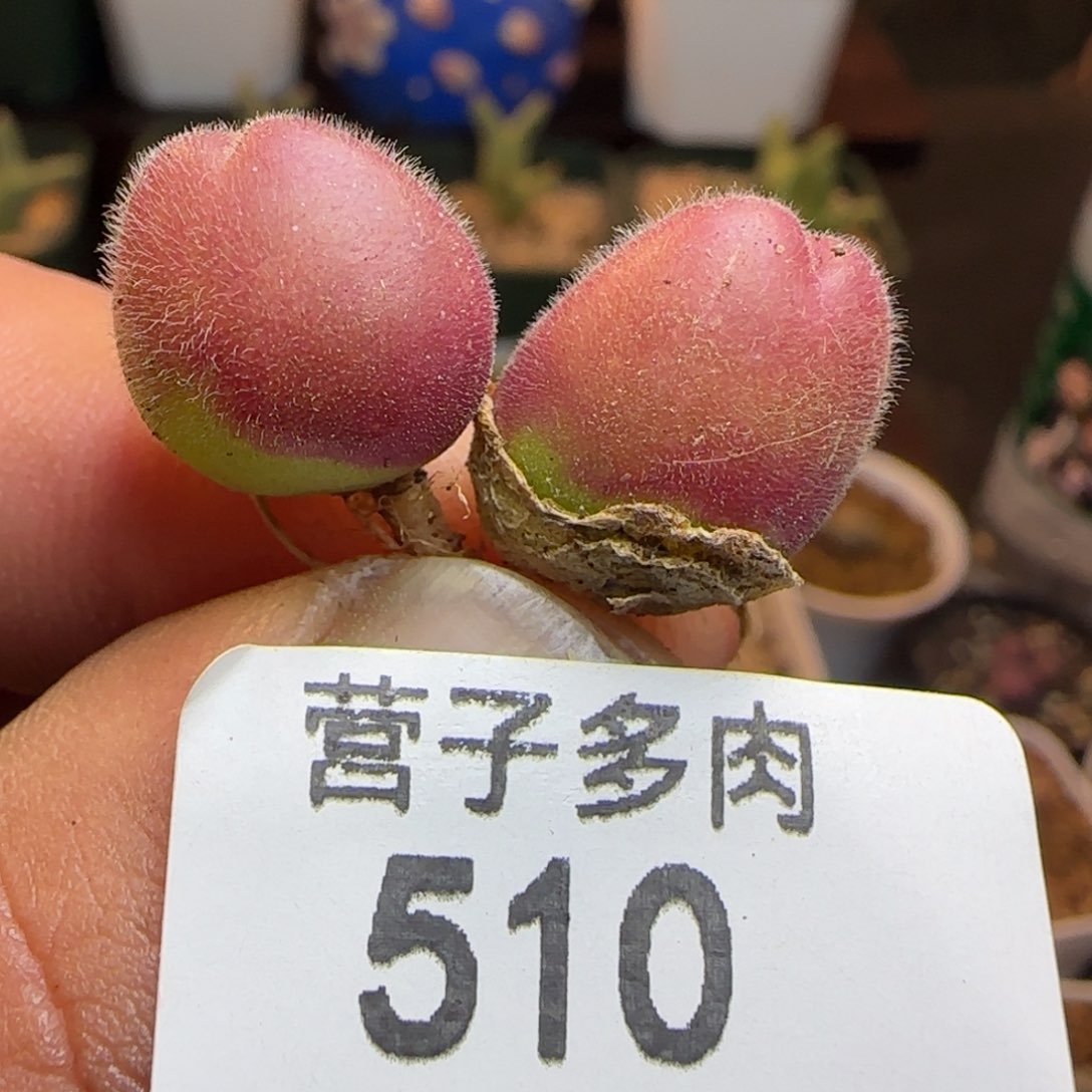 长毛翠。          