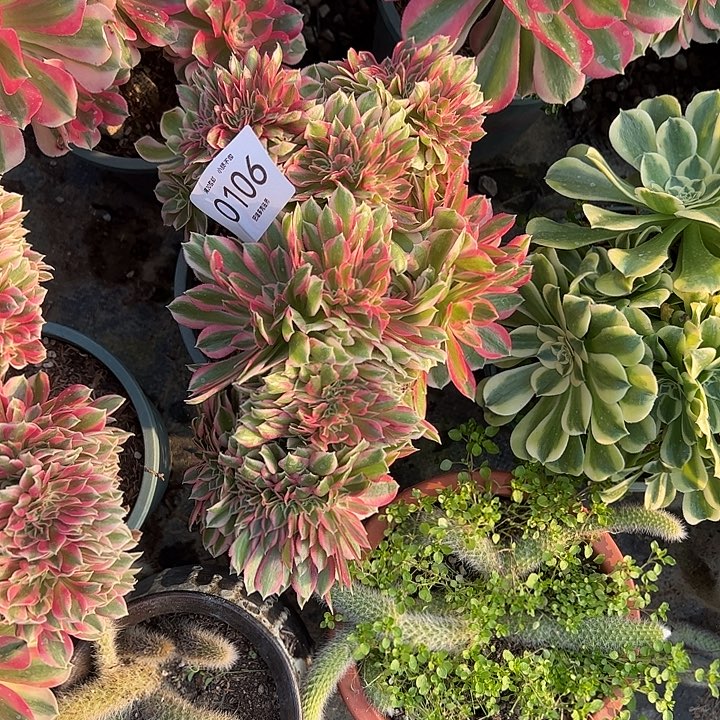 梨***c0106女郎缀多肉植物