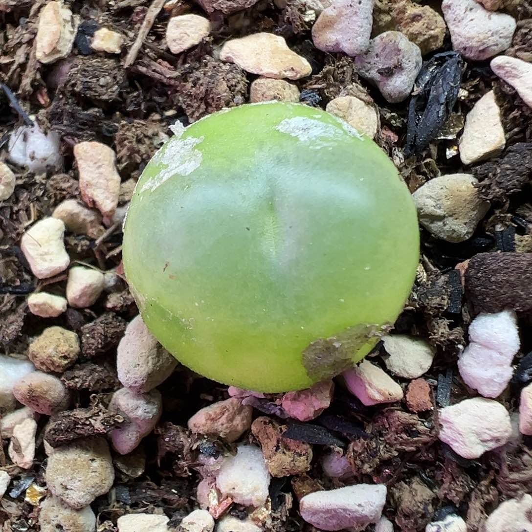 687拉登带盆土发货