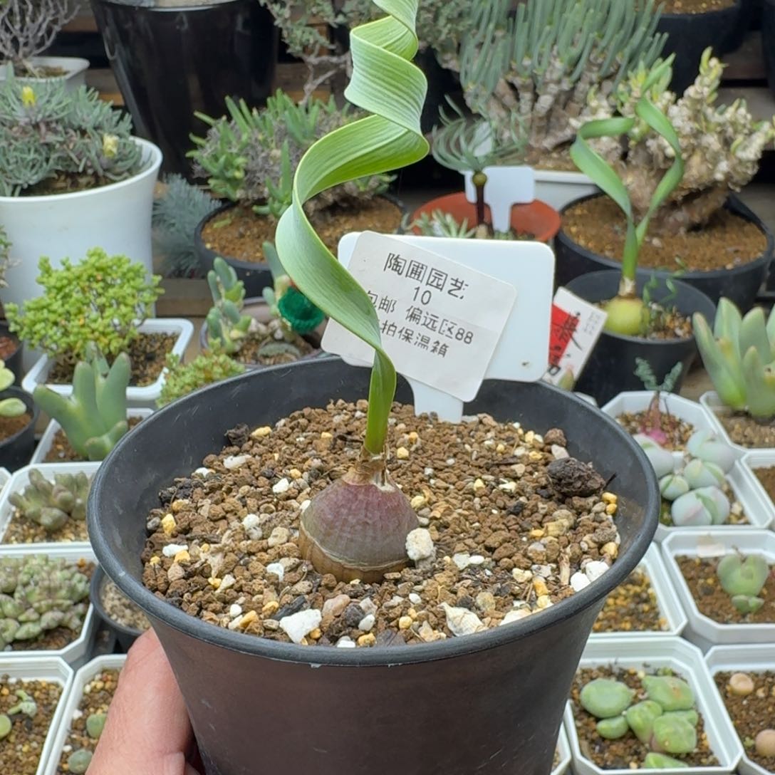 10号卷叶垂筒花多肉。