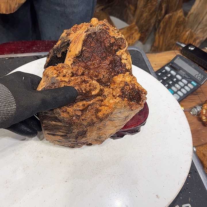 松木（琥珀木）源琥珀