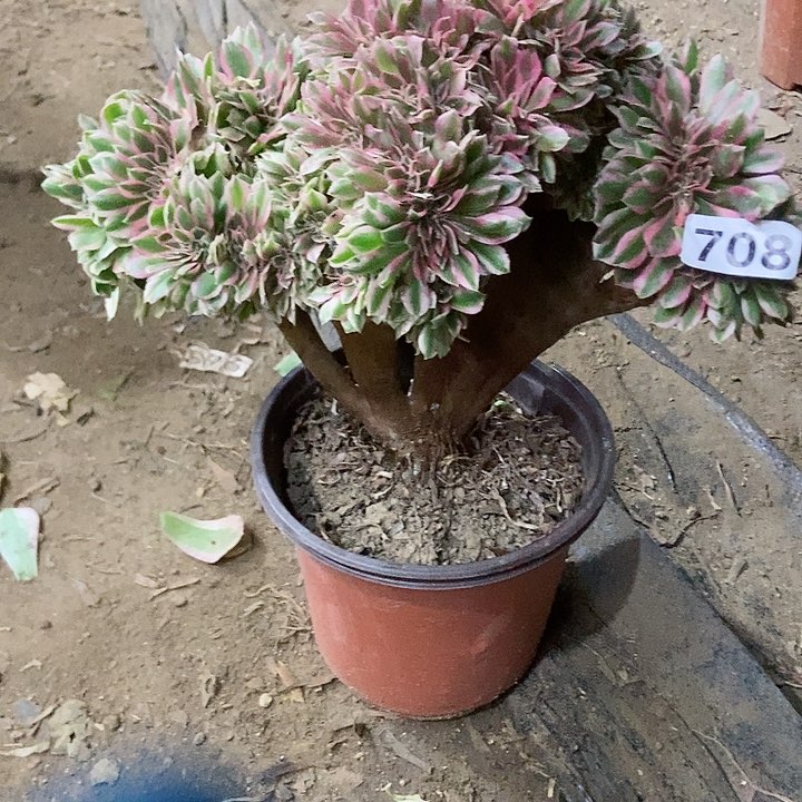 708粉女郎缀老板子法师