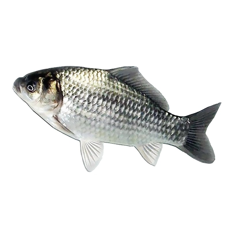 中科鲫鱼鱼苗黄金鲫土鲫鱼湘云鲫淡水观赏鱼易活好养的水族宠物鱼