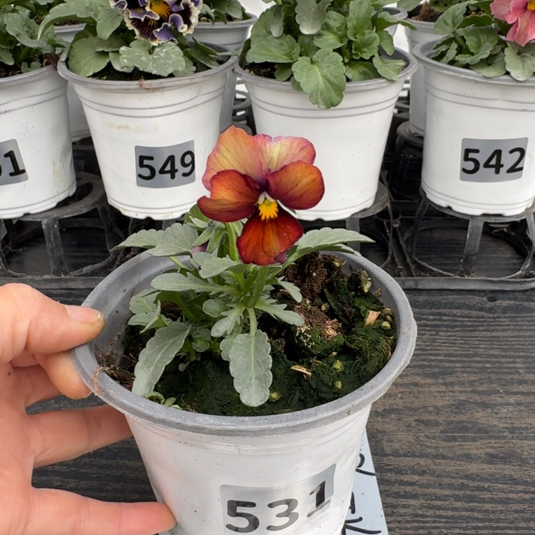 全部花朵531号松原