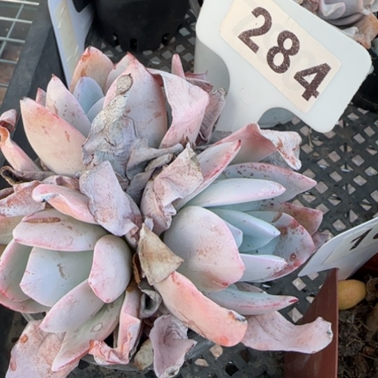 284白莲 一物一拍多肉