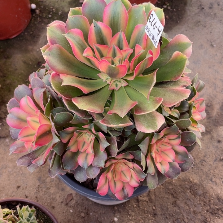 973香妃多肉12344678多肉