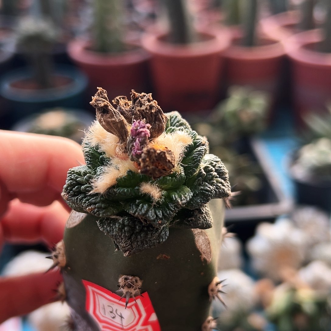 134辛顿牡丹新年快乐mm