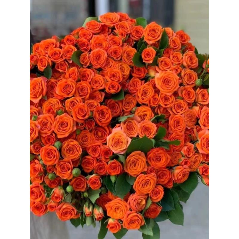 【橙色芭比】云南昆明基地直发鲜切花橙色芭比玫瑰水养
