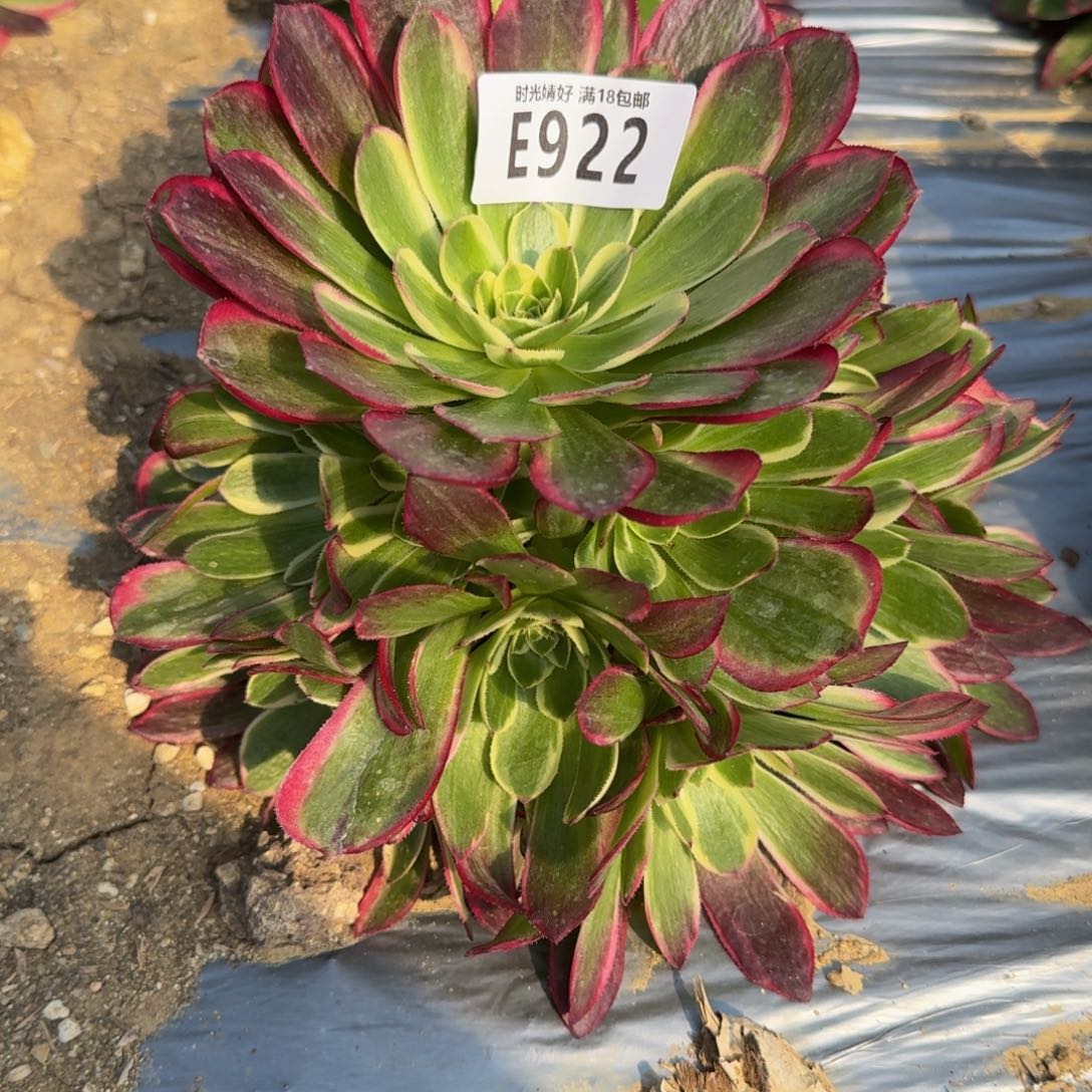 鱼*水922粉海王寄养到秋