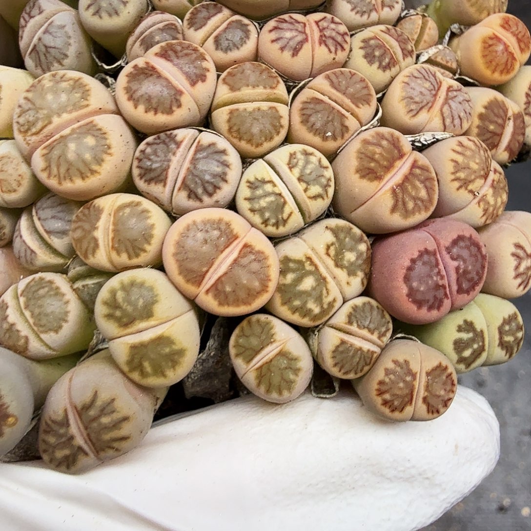 好喜欢看肖蘸唱歌哦太好250