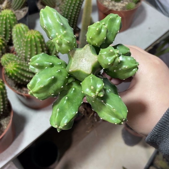 花***香仙人球橙狐水仙晴朗母本一个