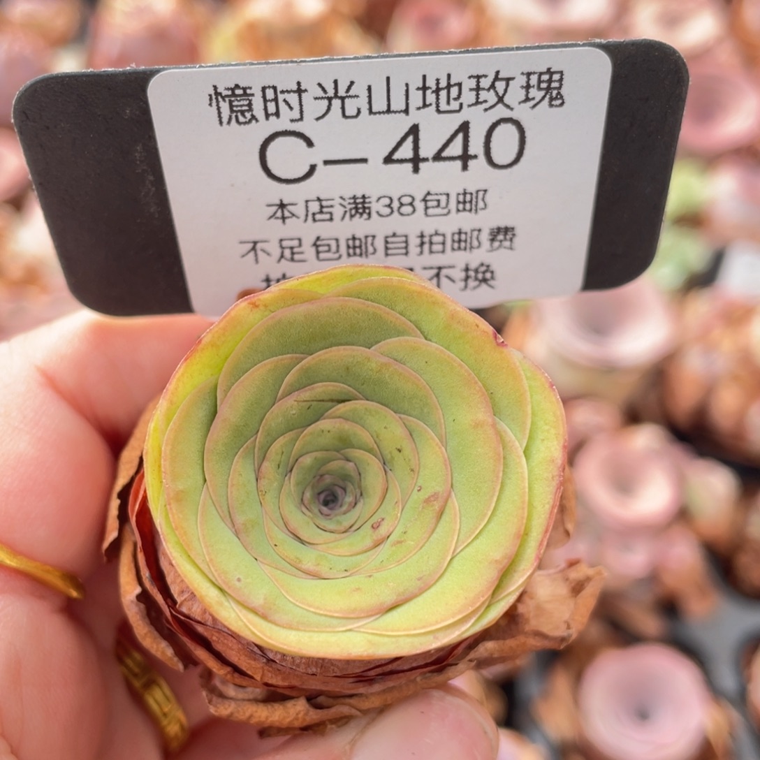 山地玫瑰C440裸根发货断枝不包损不售后