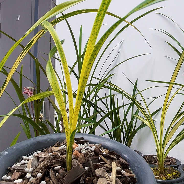 春兰蛇斑龙头原盆发