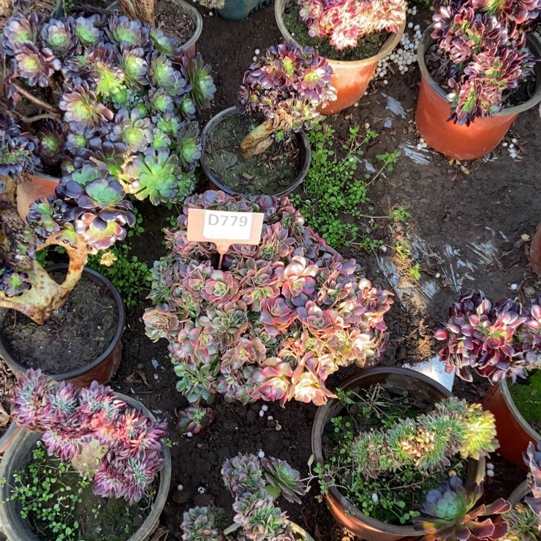 M***mD779香妃干伤处理二棚