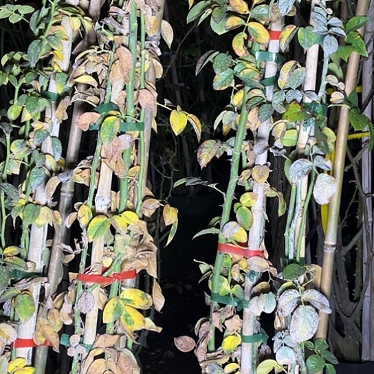 盘***鲜无花朵2棵果汁阳台