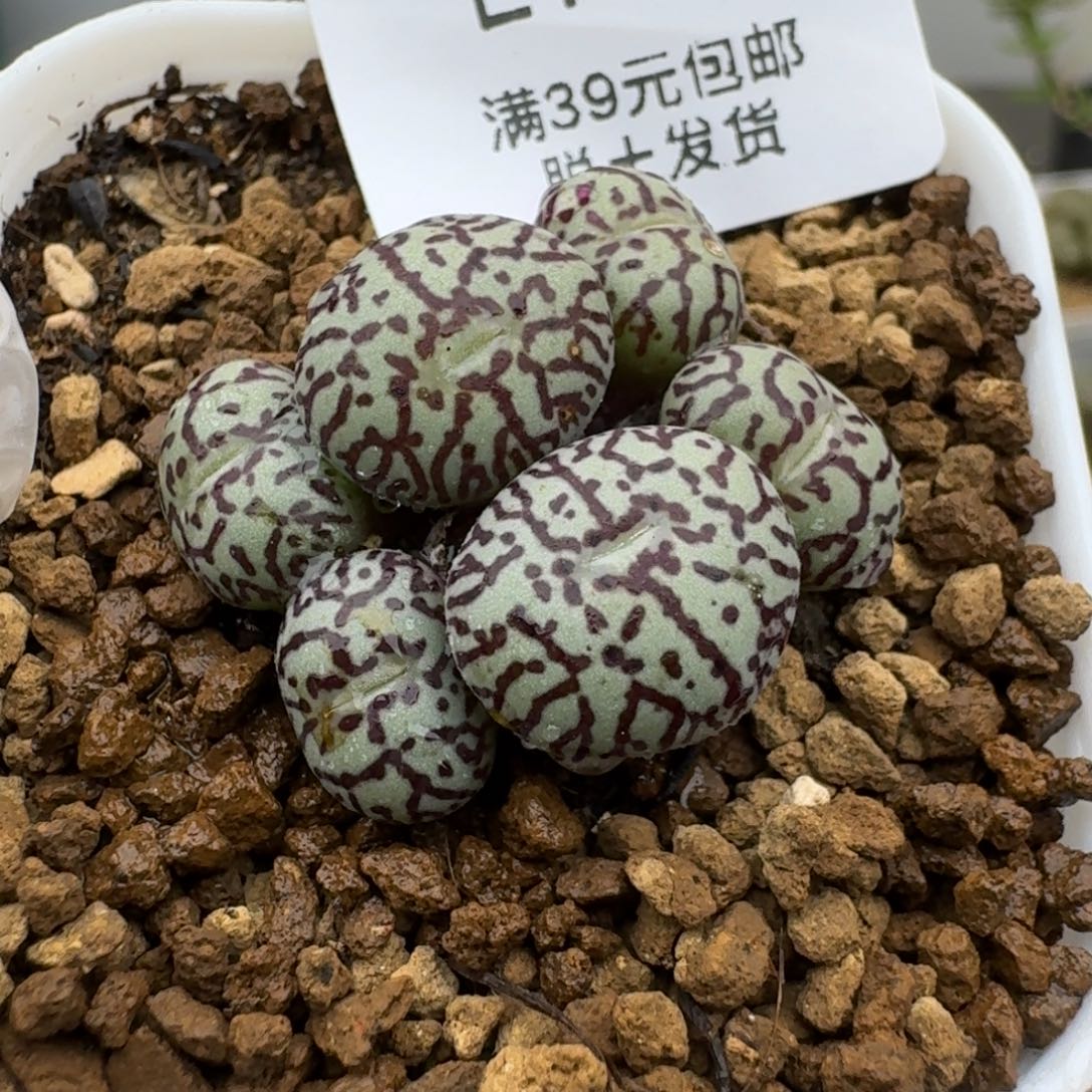 186多肉葡萄的味道是真的好吃