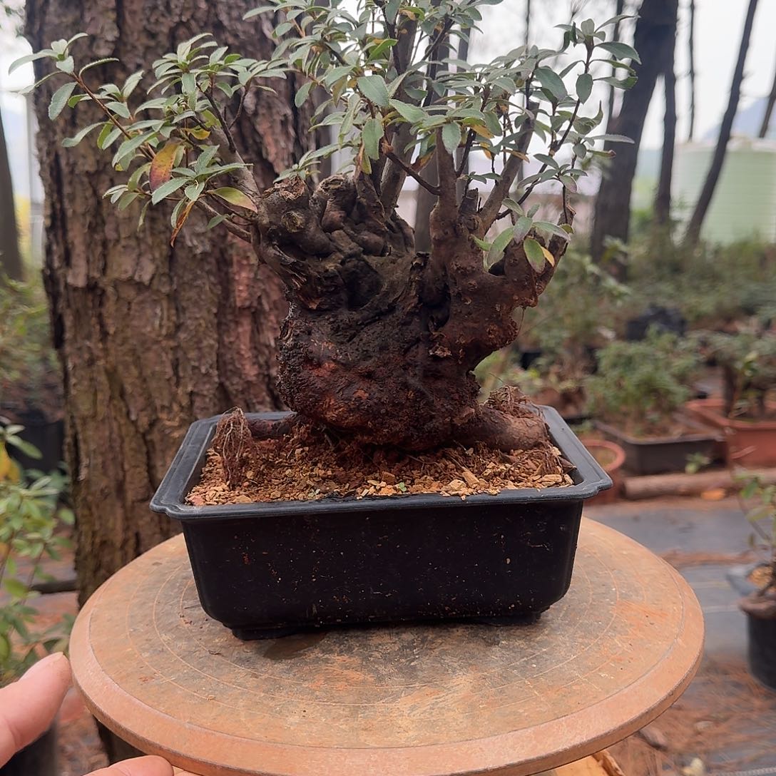 无花朵映山红盆景素材