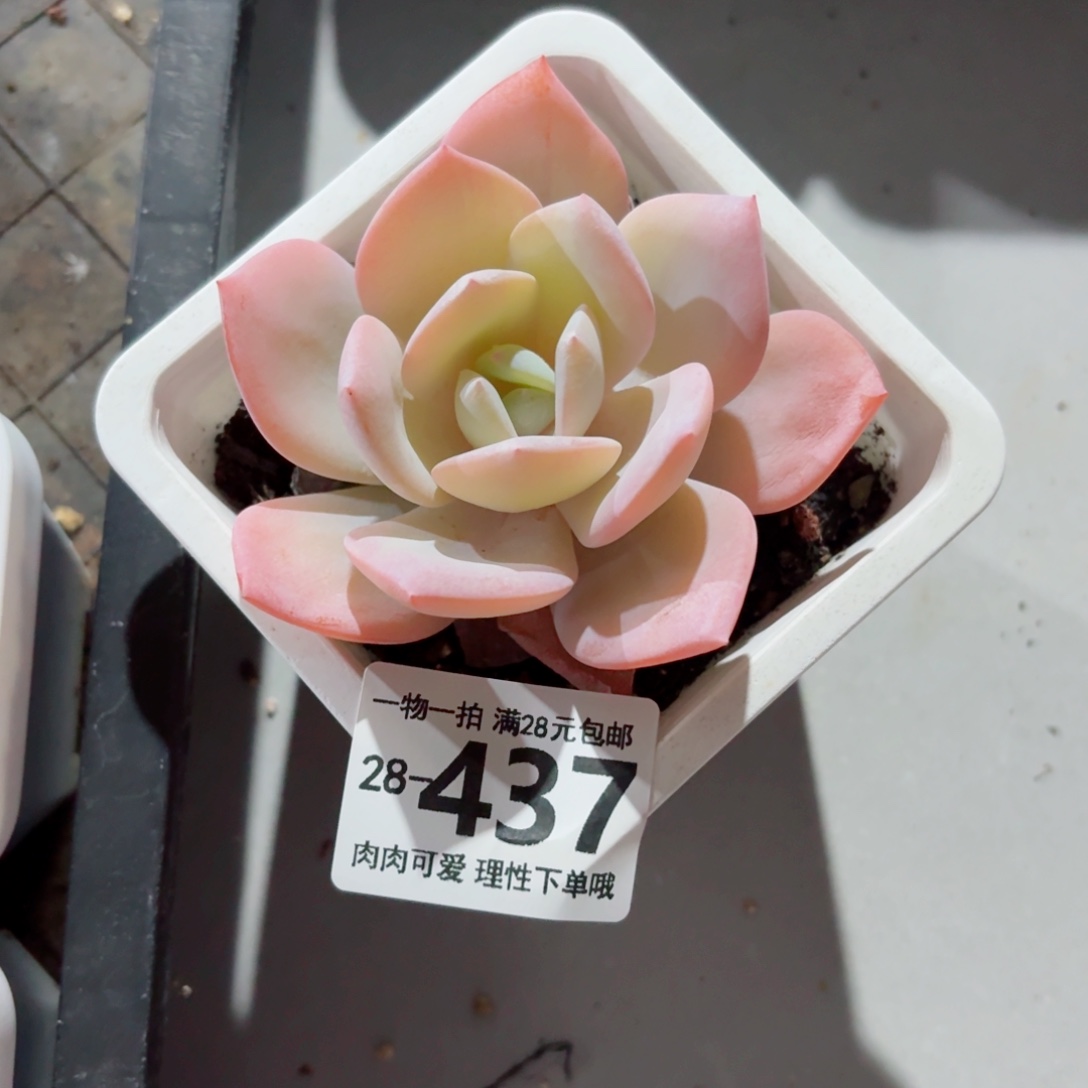 奶茶多肉多肉无盆土发货无盆土发货