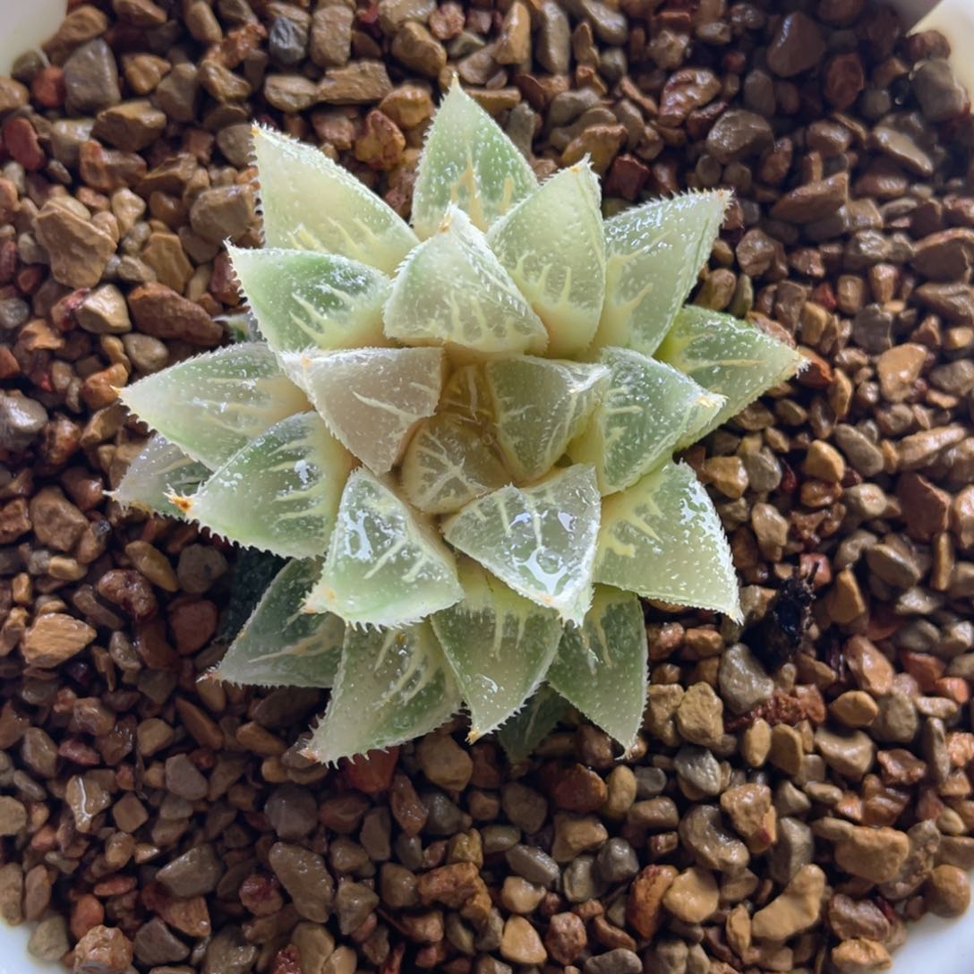 10.十二卷多肉冰沙糖寿锦。   