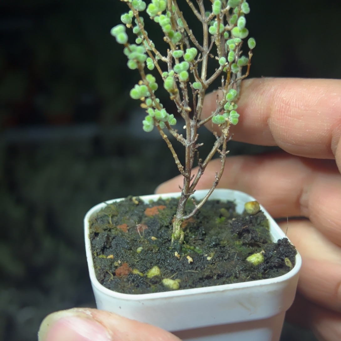 超级莱斯55杯老桩福利