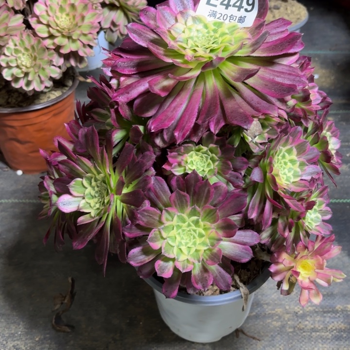 瑞妈一物一拍449