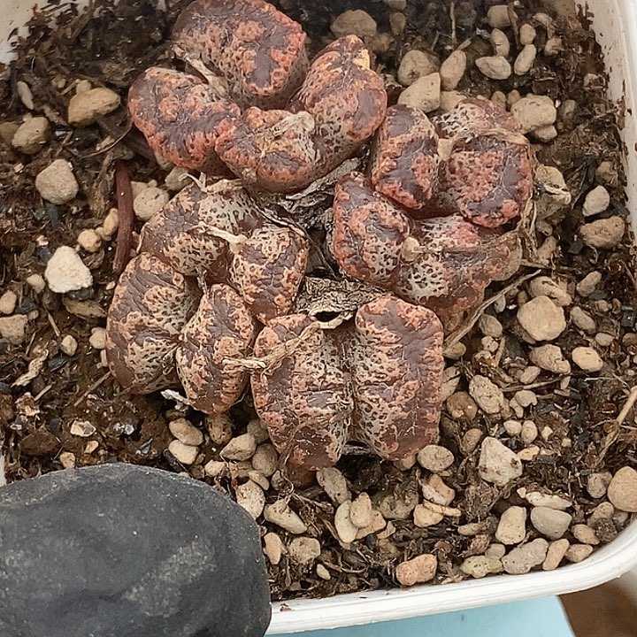 桃喜花园0126-7勋章