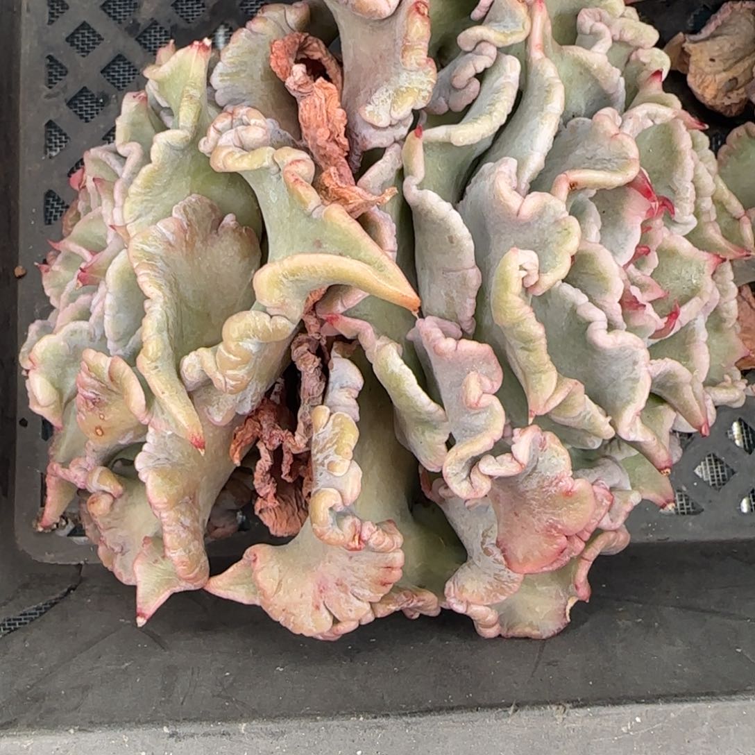 从前慢花园多肉精选饺子皮