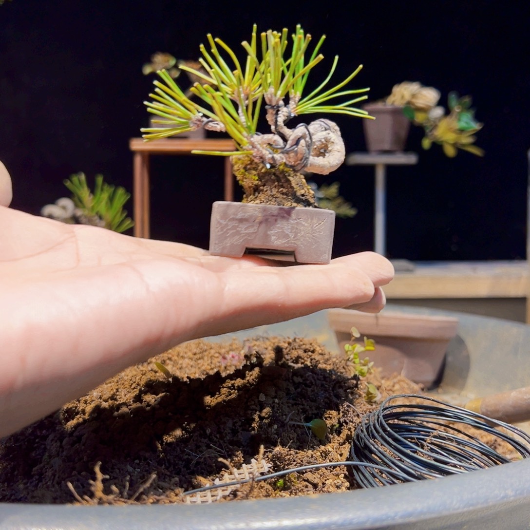 无花朵盆景11111111111