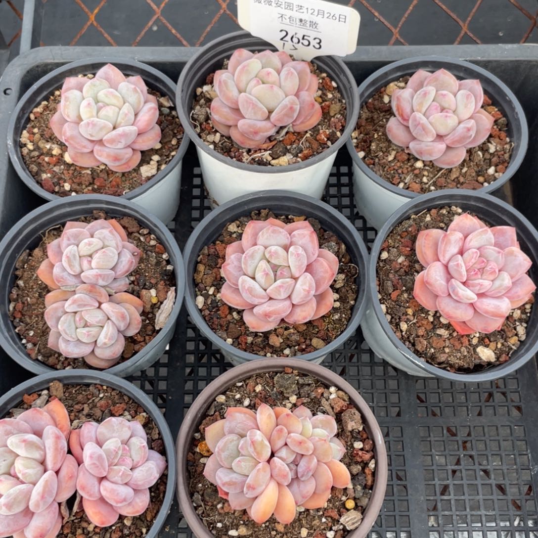 不包整散 盆子不售后2653