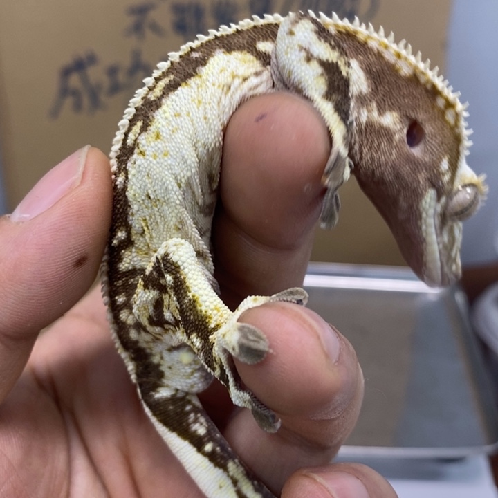 睫角守宫12.3二十二