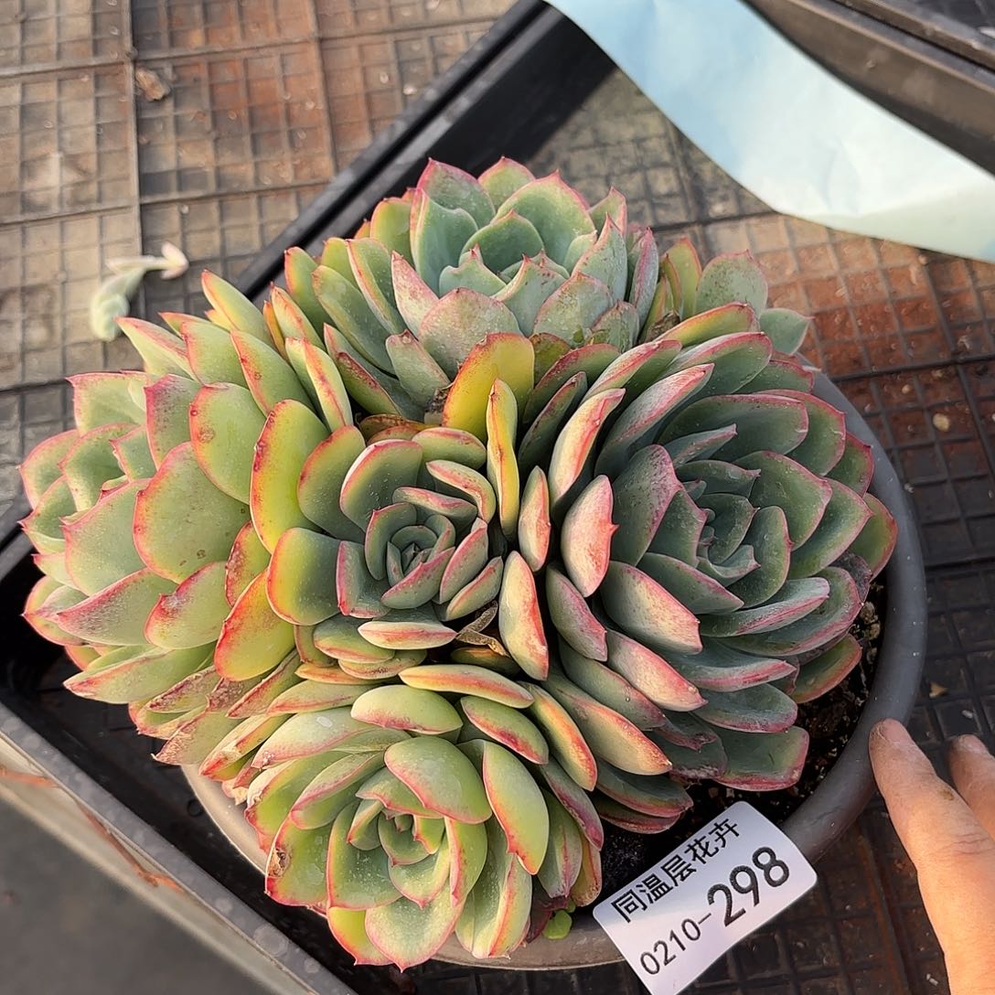 莉**?同温层多肉晨露298