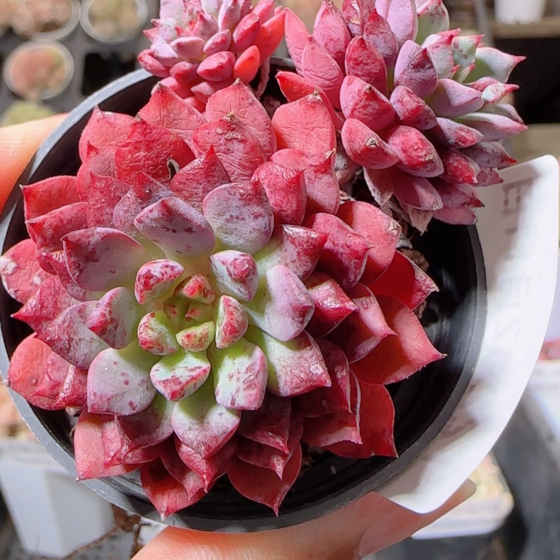 花语多肉1211-122老佛爷