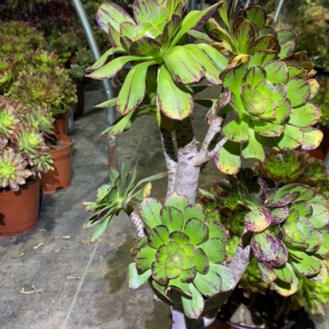 ｖ锦多肉植物039、