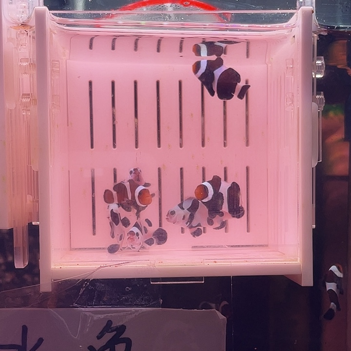 海水鱼全品7条小丑