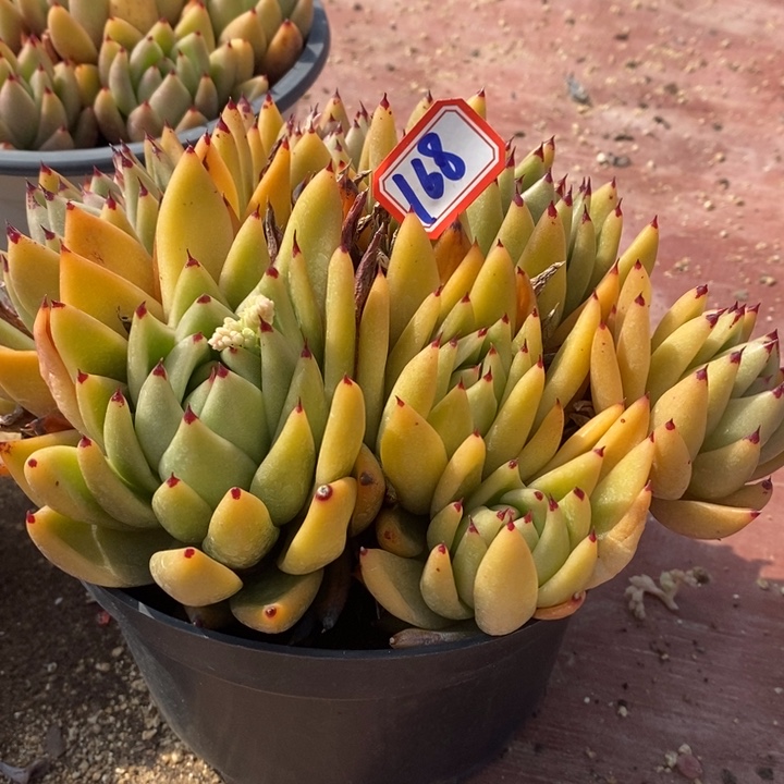 阳*头一物一拍金拉东云168