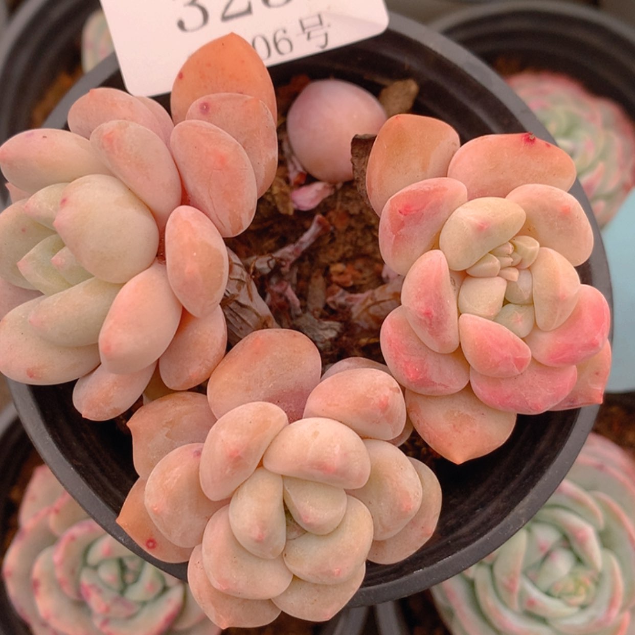 【闪购商品】云3252