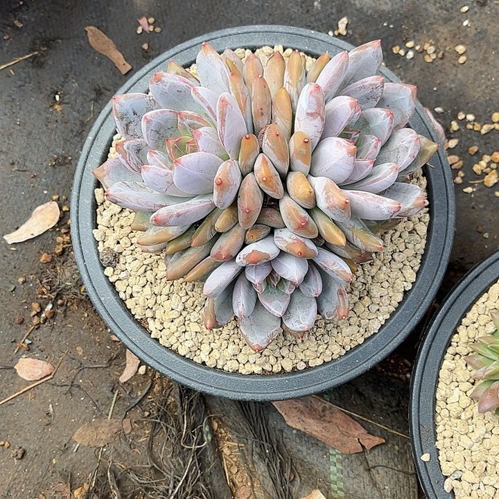 8***0多肉植物一物一拍