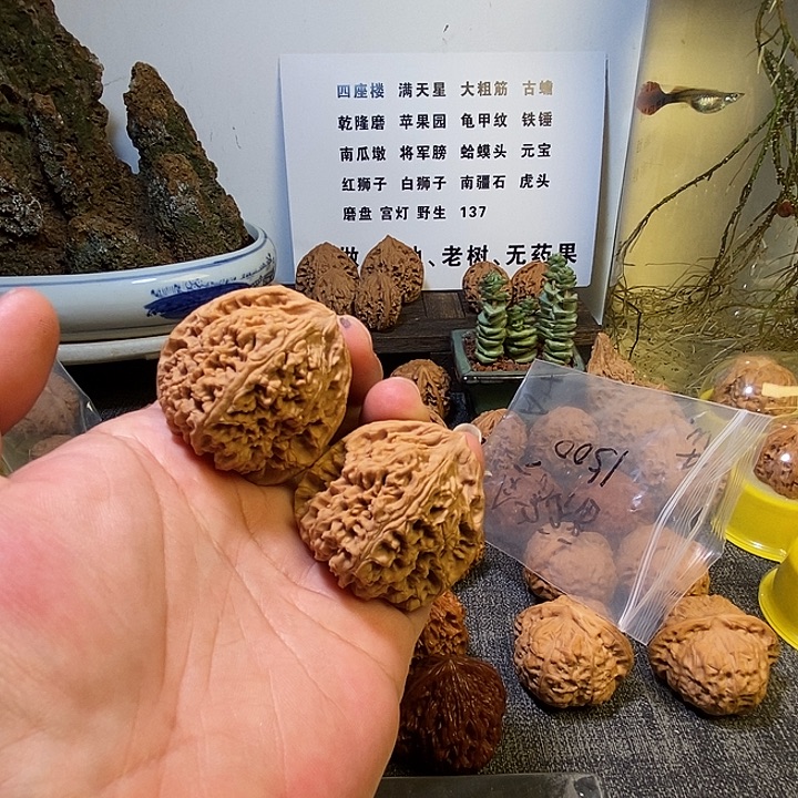 风***筝核桃全品无修无药全家福43南疆