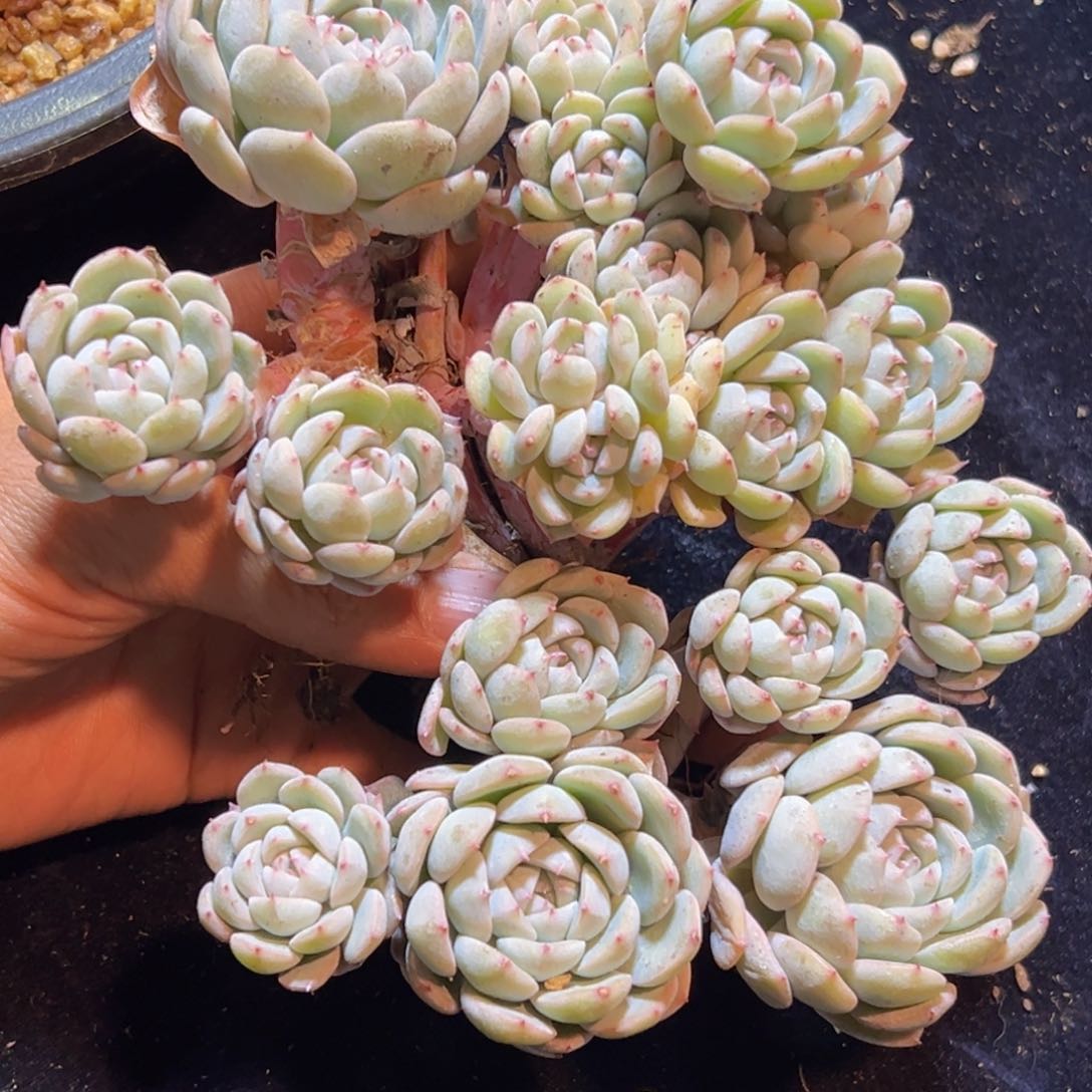 姗***?新年快乐 新年快乐