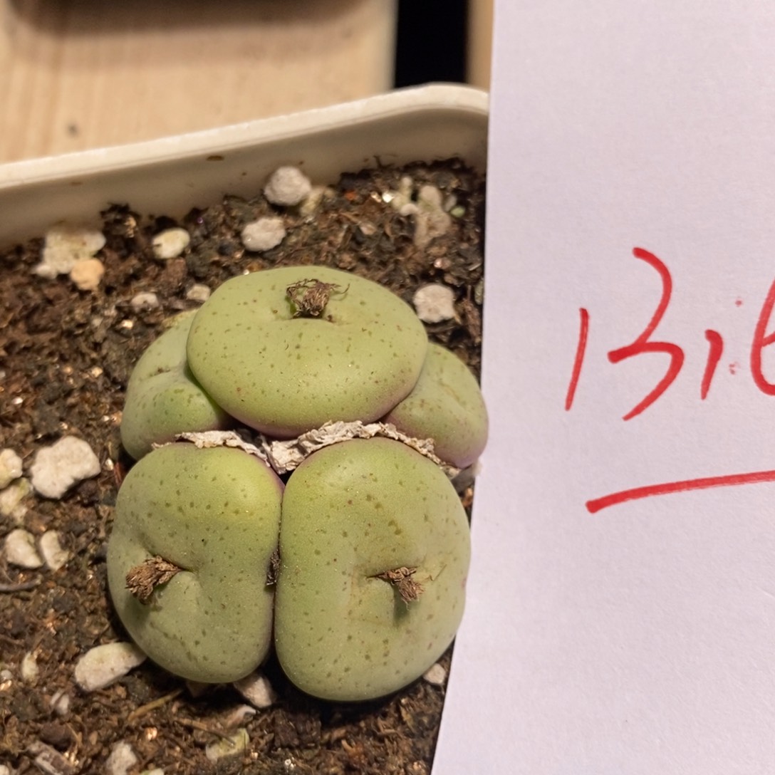 13164一个一个一个
