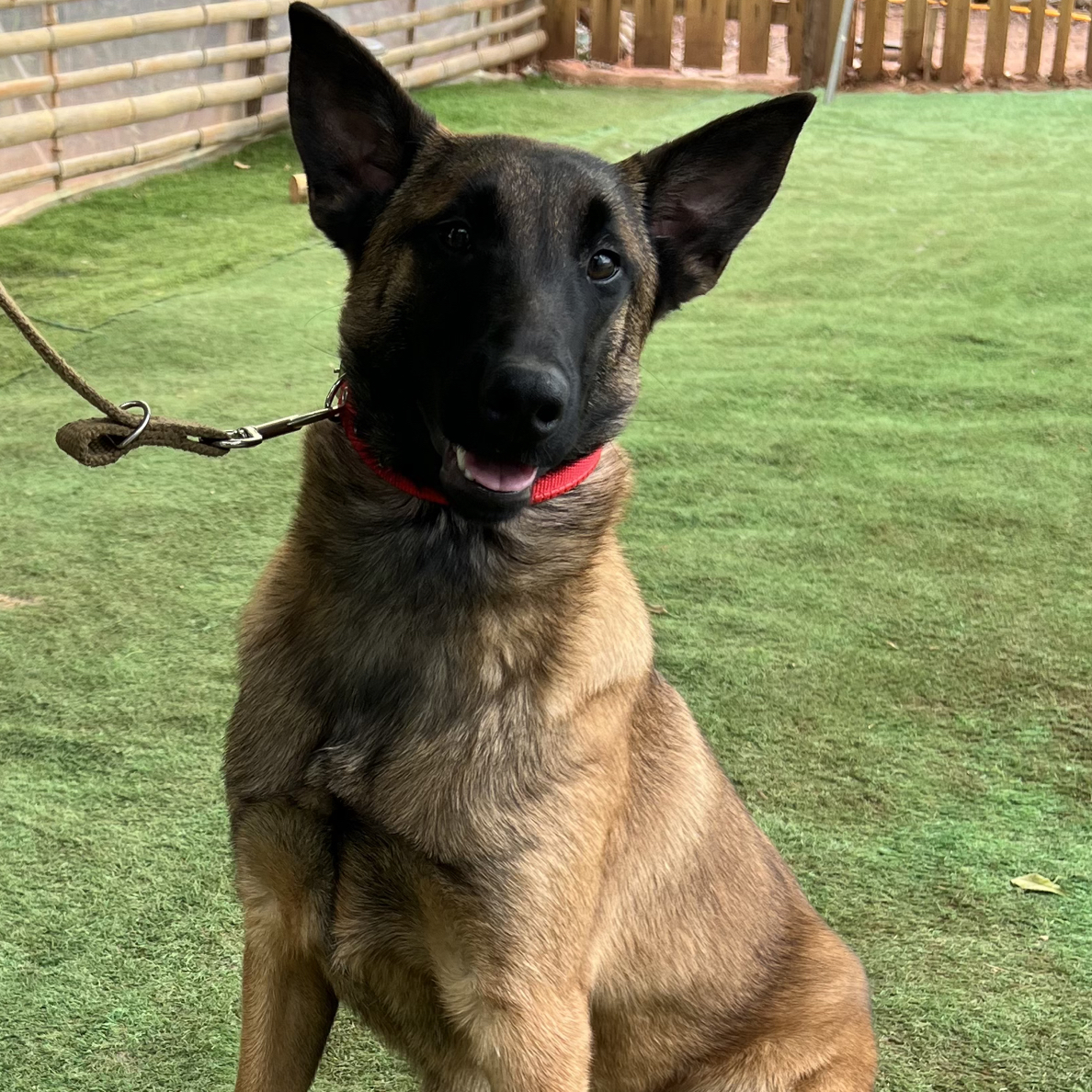 马犬幼犬看家护院短毛护卫犬中型犬宠物狗狗活泼霸气