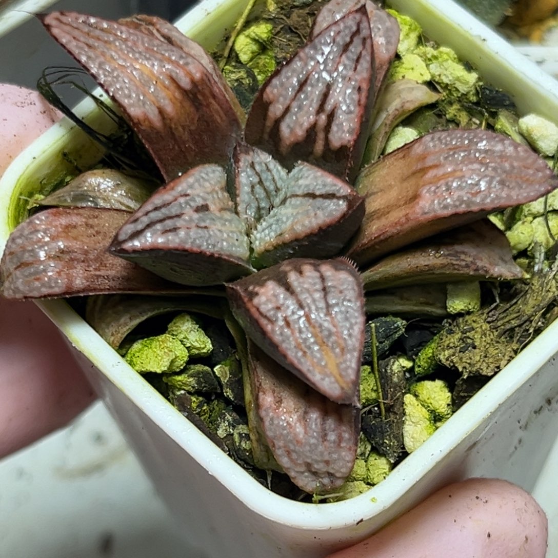 十二卷多肉植物1702青蟹