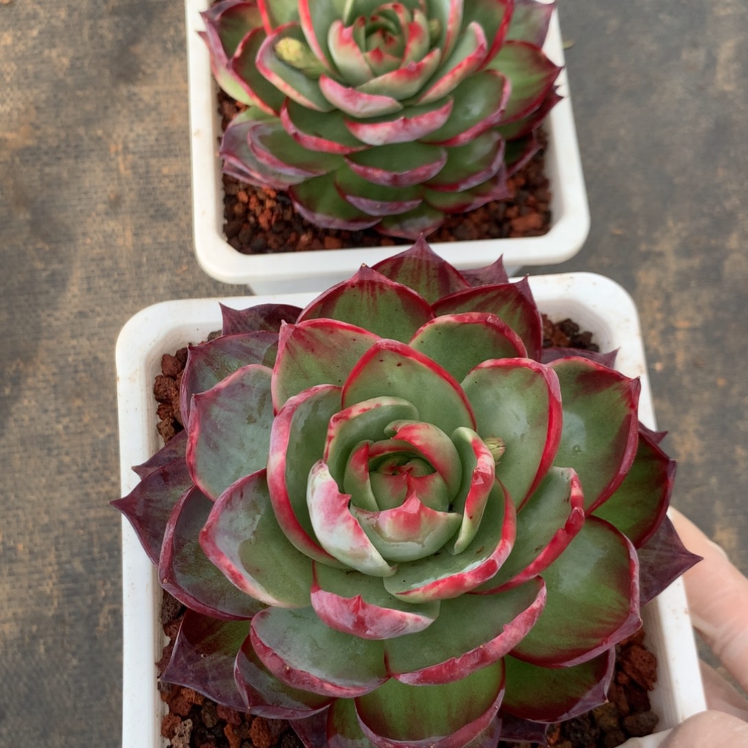 L***3383一物一拍13厘米