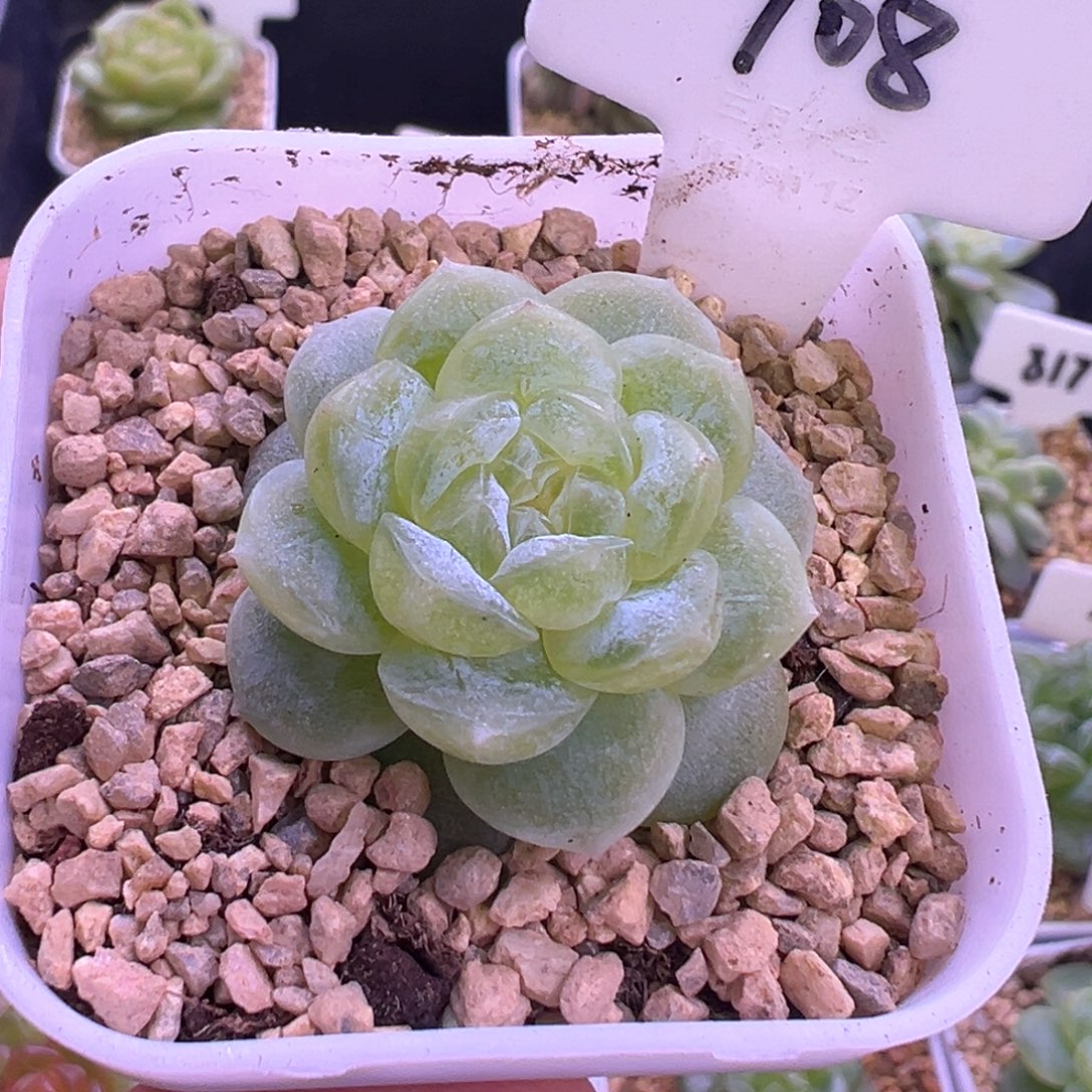 708号白冰 晗雨多肉